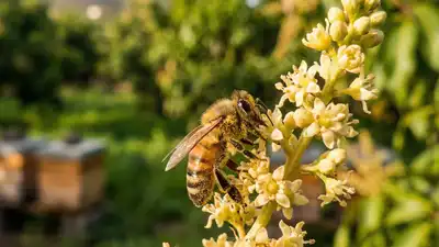 Polinización natural