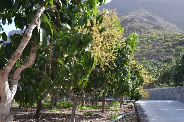 Mangos de Gran Canaria