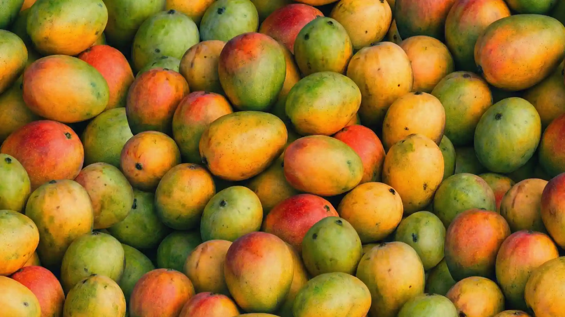 Plantación de mangos en Mogán