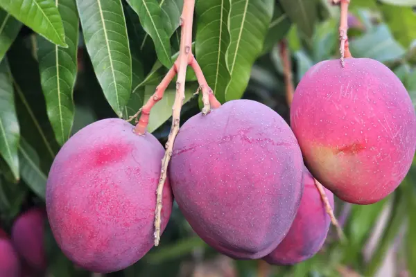 Mangos de Gran Canaria