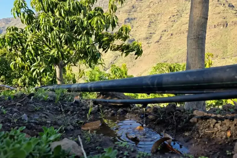 Wasser aus eigenem Brunnen: so bewässern wir 19.000 Bäume