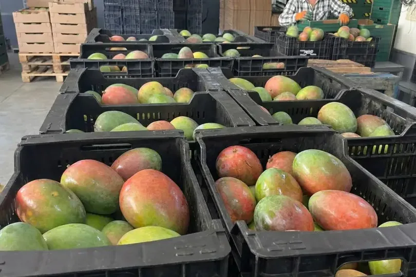 Vom Baum in die Kühlkammer: der Weg der Mango