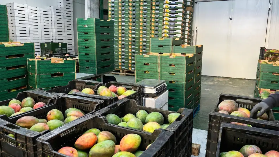 Supervisión Técnica