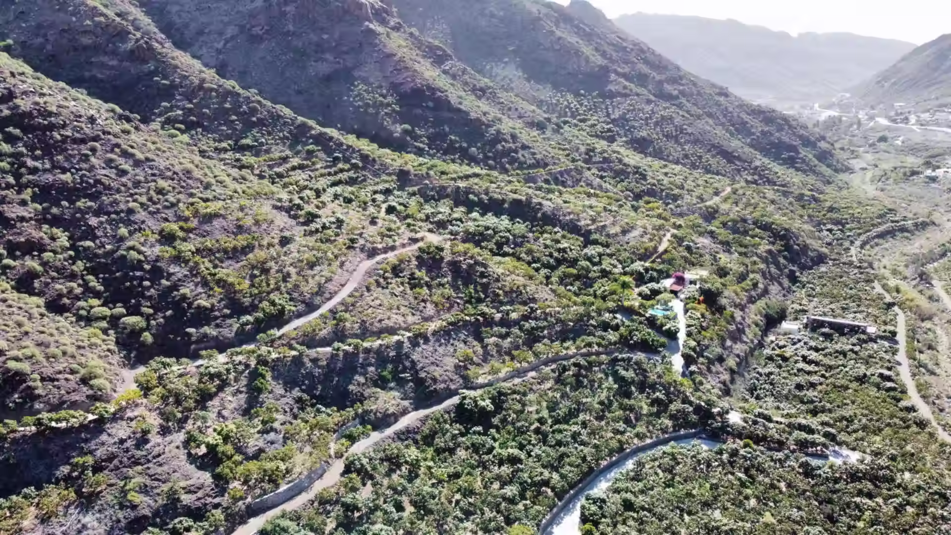 Plantación de mangos en Mogán