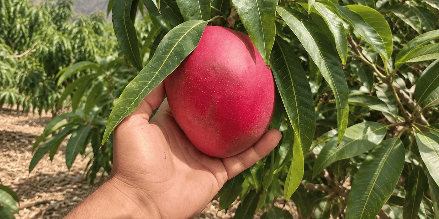 Mango de Mogán en el árbol