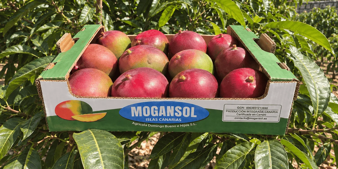 Caja Selección de 6 kg con mangos