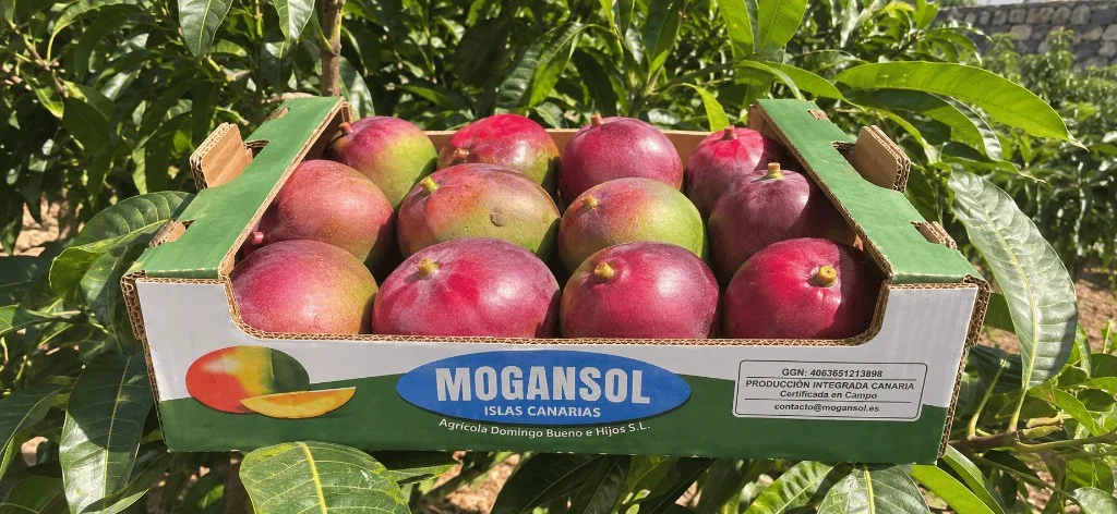 Frisch gepackte Mogansol-Mangokiste auf der Finca
